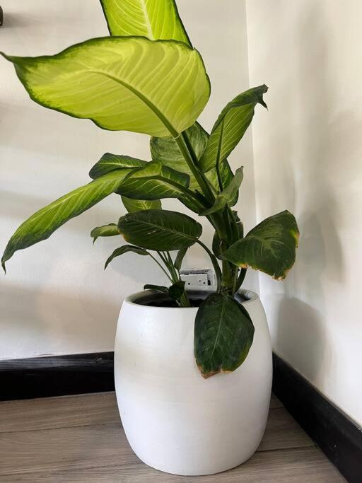 Cr Mariposa Rentals Lakeview Penthouse With Office Space, Pool, Gym, Tennis サンタ・アナ エクステリア 写真